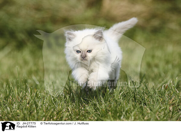 Ragdoll Ktzchen / Ragdoll Kitten / JH-27775