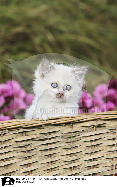 Ragdoll Kitten / JH-27779