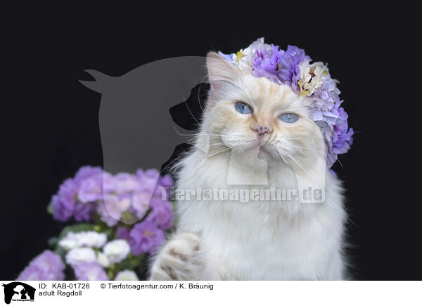 erwachsene Ragdoll / adult Ragdoll / KAB-01726