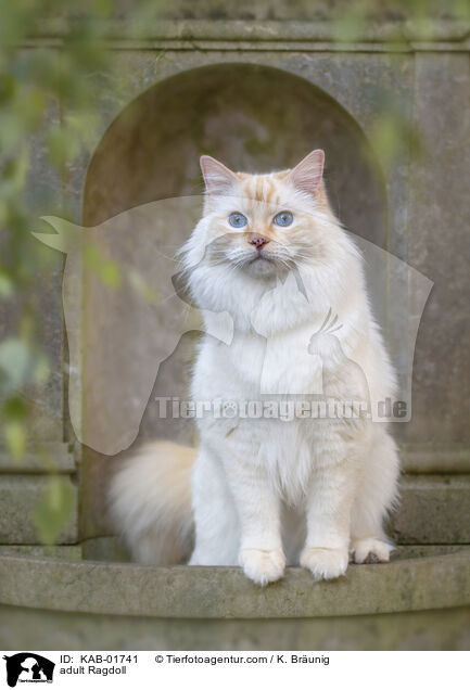 erwachsene Ragdoll / adult Ragdoll / KAB-01741