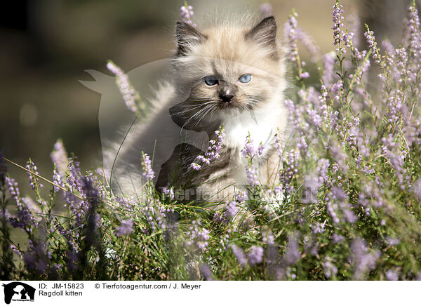 Ragdoll kitten / JM-15823