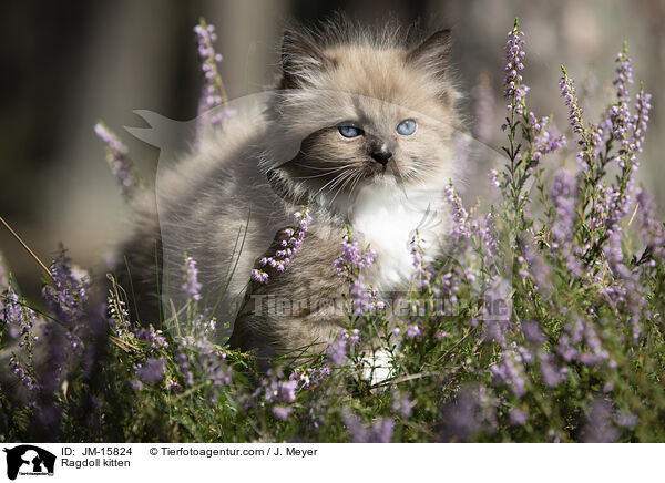 Ragdoll Ktzchen / Ragdoll kitten / JM-15824