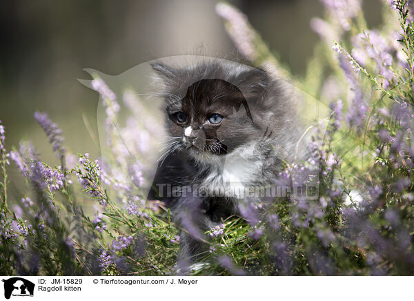 Ragdoll kitten / JM-15829