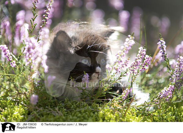 Ragdoll Ktzchen / Ragdoll kitten / JM-15830