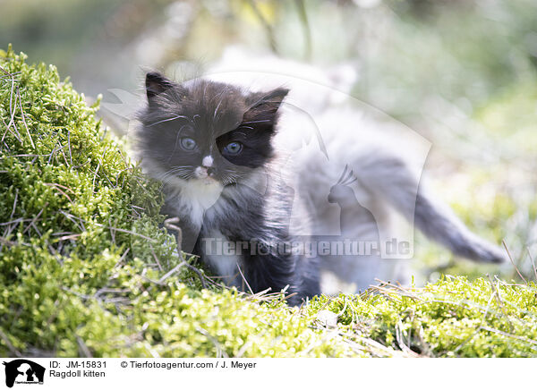 Ragdoll kitten / JM-15831