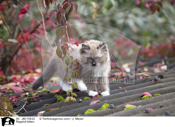 Ragdoll kitten / JM-15832