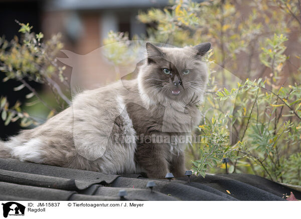 Ragdoll / JM-15837