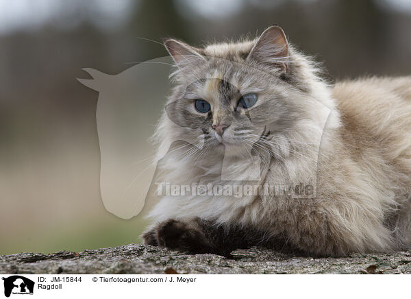 Ragdoll / Ragdoll / JM-15844