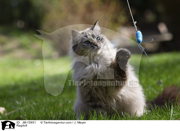 Ragdoll / Ragdoll / JM-15851