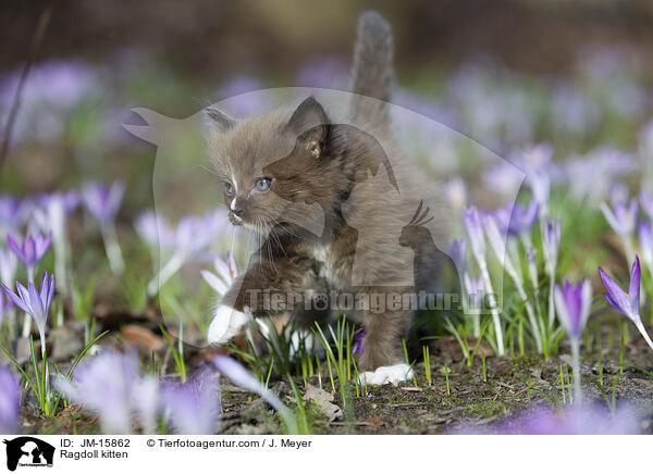 Ragdoll Ktzchen / Ragdoll kitten / JM-15862