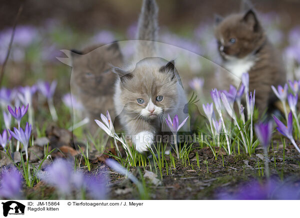 Ragdoll Ktzchen / Ragdoll kitten / JM-15864