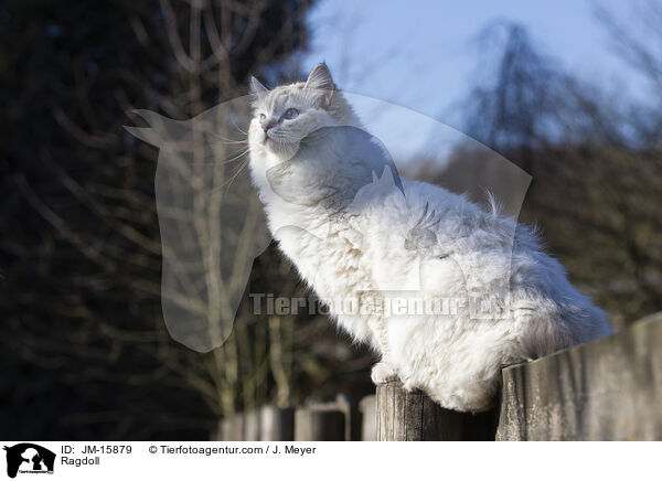 Ragdoll / Ragdoll / JM-15879