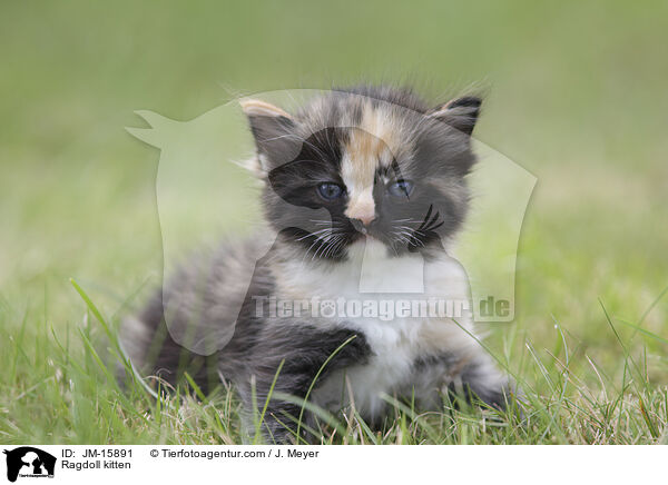 Ragdoll Ktzchen / Ragdoll kitten / JM-15891