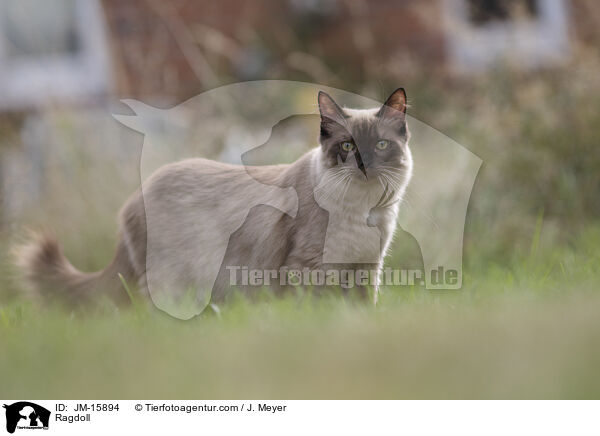 Ragdoll / Ragdoll / JM-15894