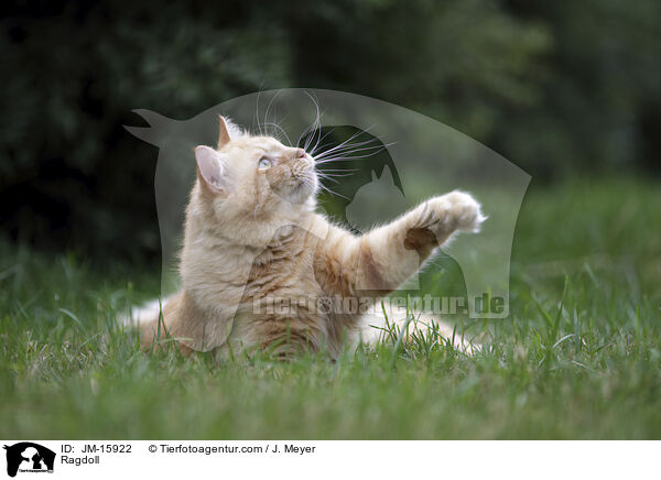 Ragdoll / Ragdoll / JM-15922