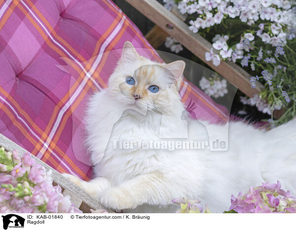Ragdoll / Ragdoll / KAB-01840