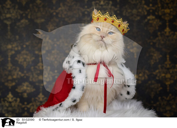 Ragdoll / Ragdoll / SI-02090