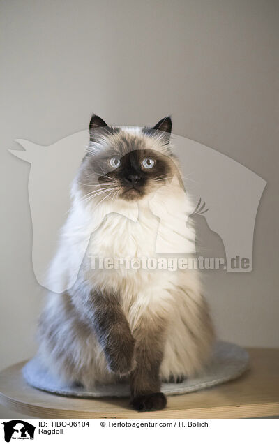 Ragdoll / Ragdoll / HBO-06104