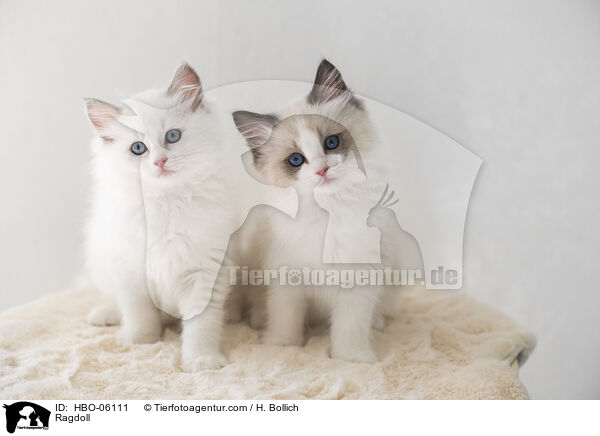 Ragdolls / Ragdoll / HBO-06111