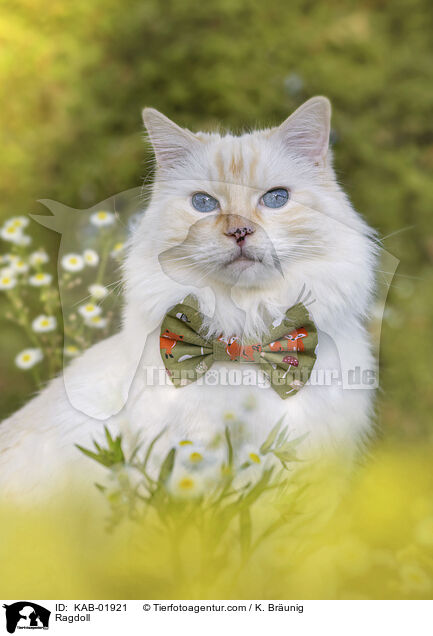 Ragdoll / Ragdoll / KAB-01921