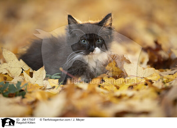 Ragdoll Ktzchen / Ragdoll Kitten / JM-17507