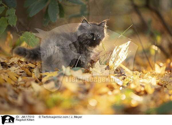 Ragdoll Ktzchen / Ragdoll Kitten / JM-17510