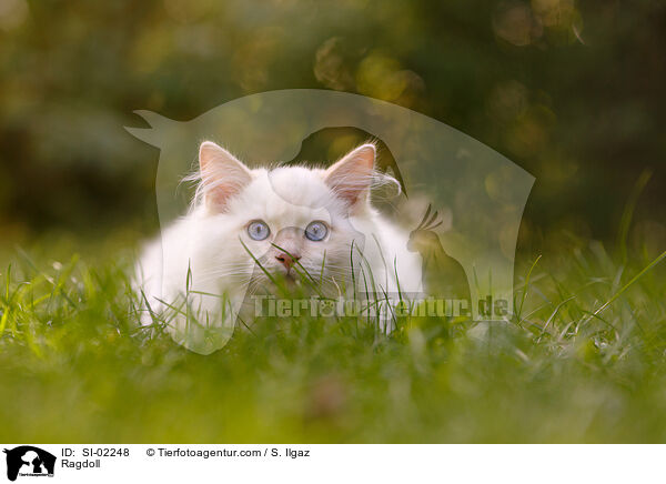 Ragdoll / Ragdoll / SI-02248