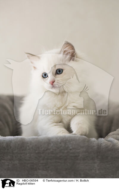 Ragdoll Ktzchen / Ragdoll kitten / HBO-06594