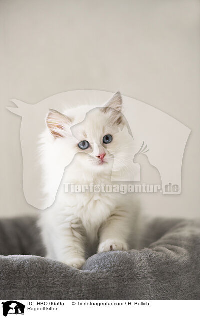 Ragdoll Ktzchen / Ragdoll kitten / HBO-06595