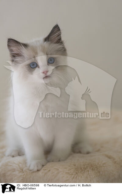 Ragdoll Ktzchen / Ragdoll kitten / HBO-06598