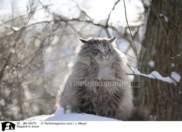 Ragdoll in snow / JM-19070