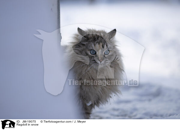 Ragdoll in snow / JM-19075