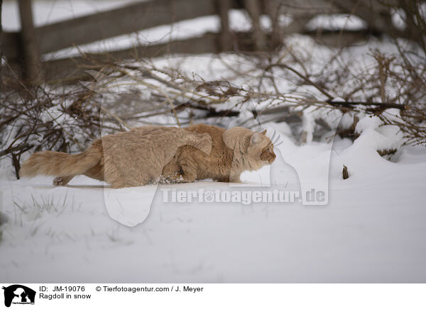 Ragdoll in snow / JM-19076