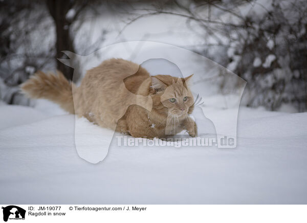 Ragdoll im Schnee / Ragdoll in snow / JM-19077