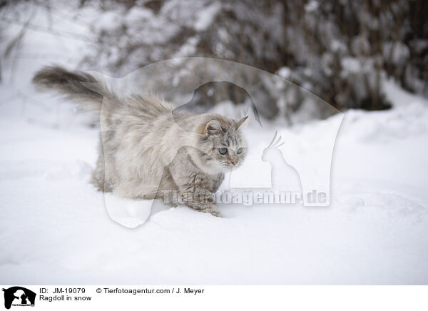 Ragdoll im Schnee / Ragdoll in snow / JM-19079