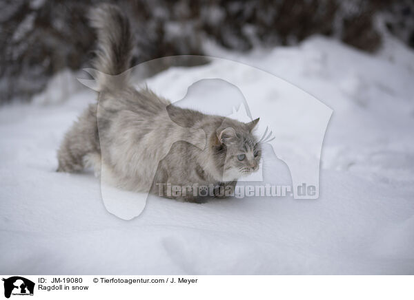 Ragdoll im Schnee / Ragdoll in snow / JM-19080