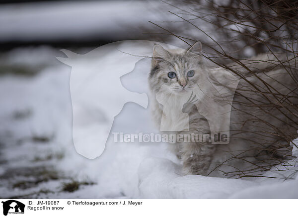 Ragdoll im Schnee / Ragdoll in snow / JM-19087