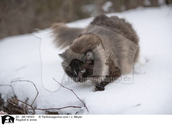 Ragdoll im Schnee / Ragdoll in snow / JM-19093