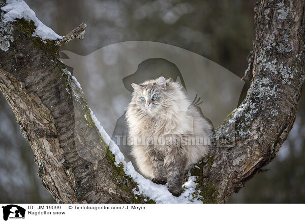 Ragdoll im Schnee / Ragdoll in snow / JM-19099