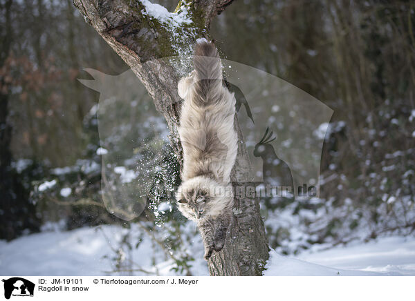 Ragdoll in snow / JM-19101