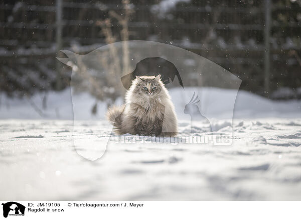 Ragdoll im Schnee / Ragdoll in snow / JM-19105