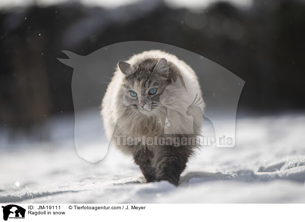 Ragdoll in snow / JM-19111