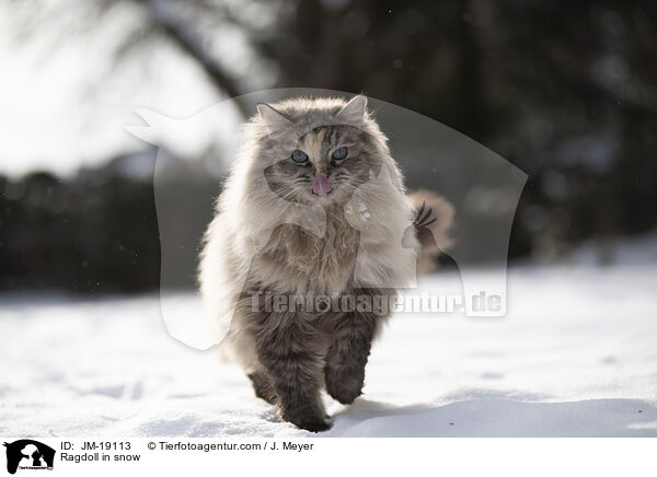 Ragdoll im Schnee / Ragdoll in snow / JM-19113