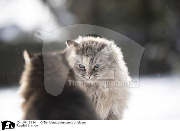 Ragdoll in snow / JM-19114