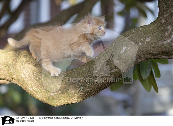 Ragdoll kitten / JM-19136