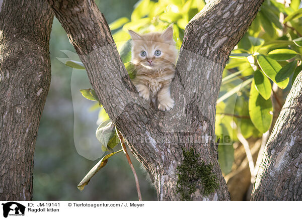 Ragdoll kitten / JM-19141