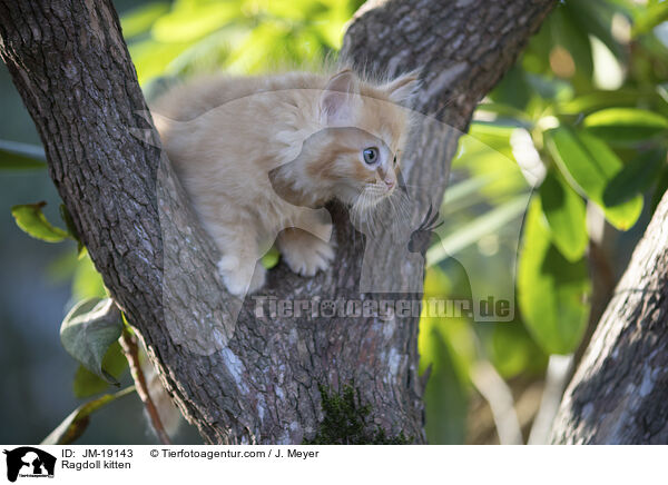 Ragdoll kitten / JM-19143