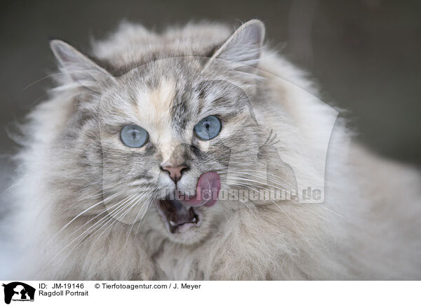 Ragdoll Portrait / Ragdoll Portrait / JM-19146