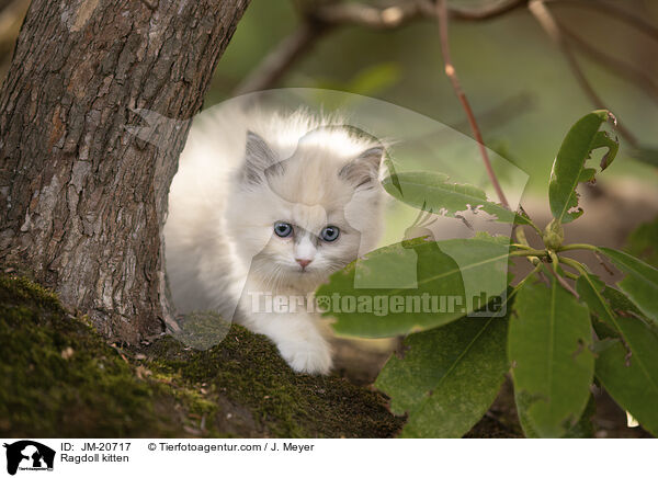 Ragdoll Ktzchen / Ragdoll kitten / JM-20717
