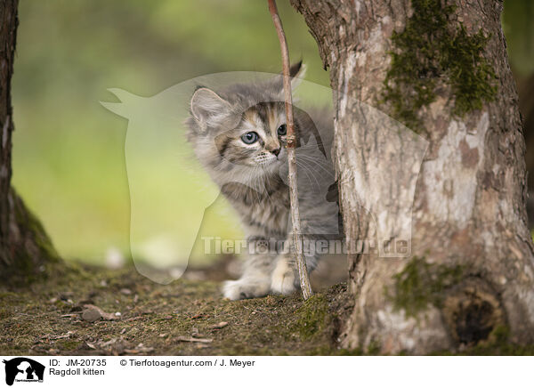 Ragdoll Ktzchen / Ragdoll kitten / JM-20735